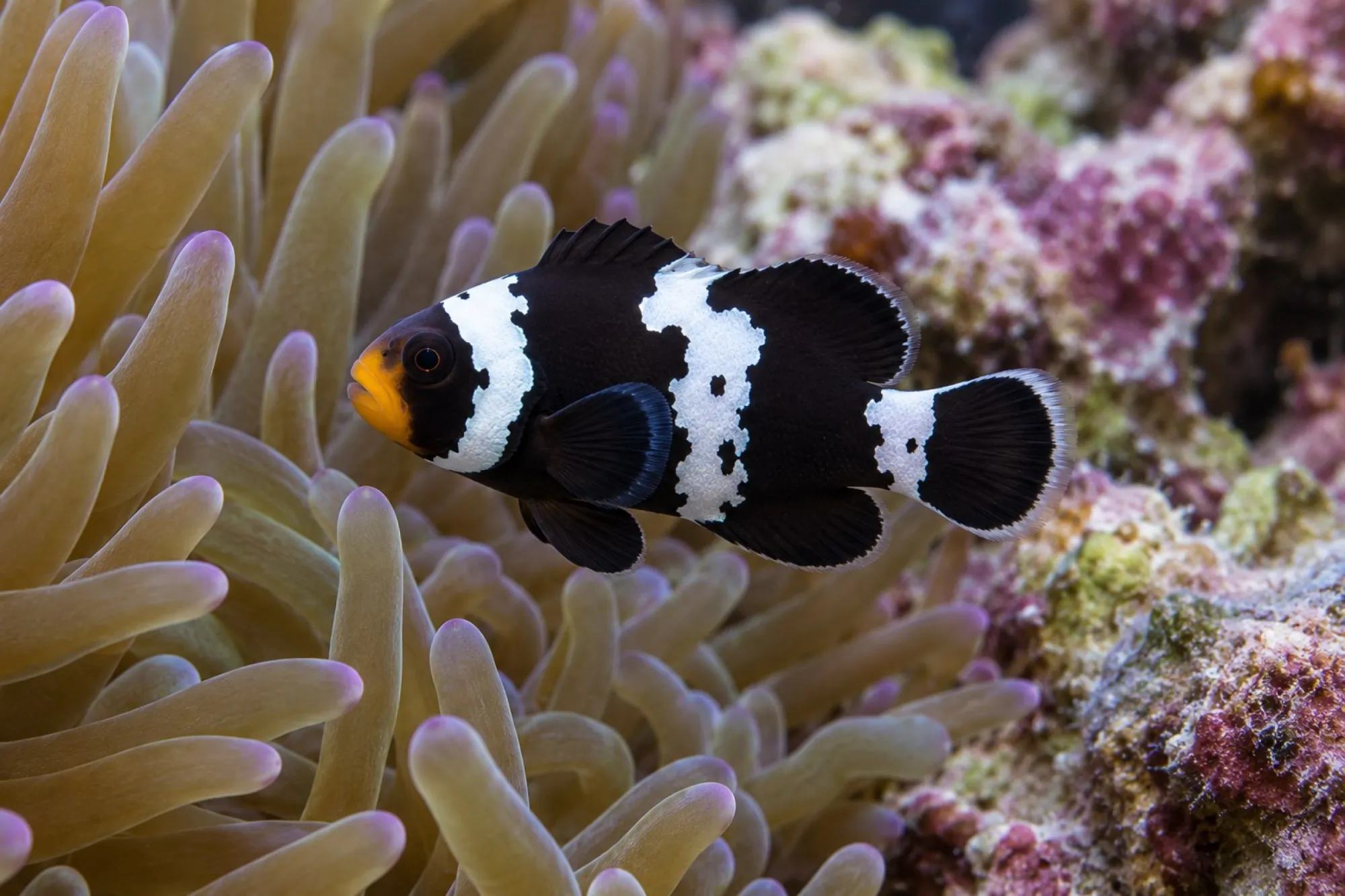 Ocellaris-Clownfisch „Black Snowflake“ Nachzucht, Amphiprion ocellaris
