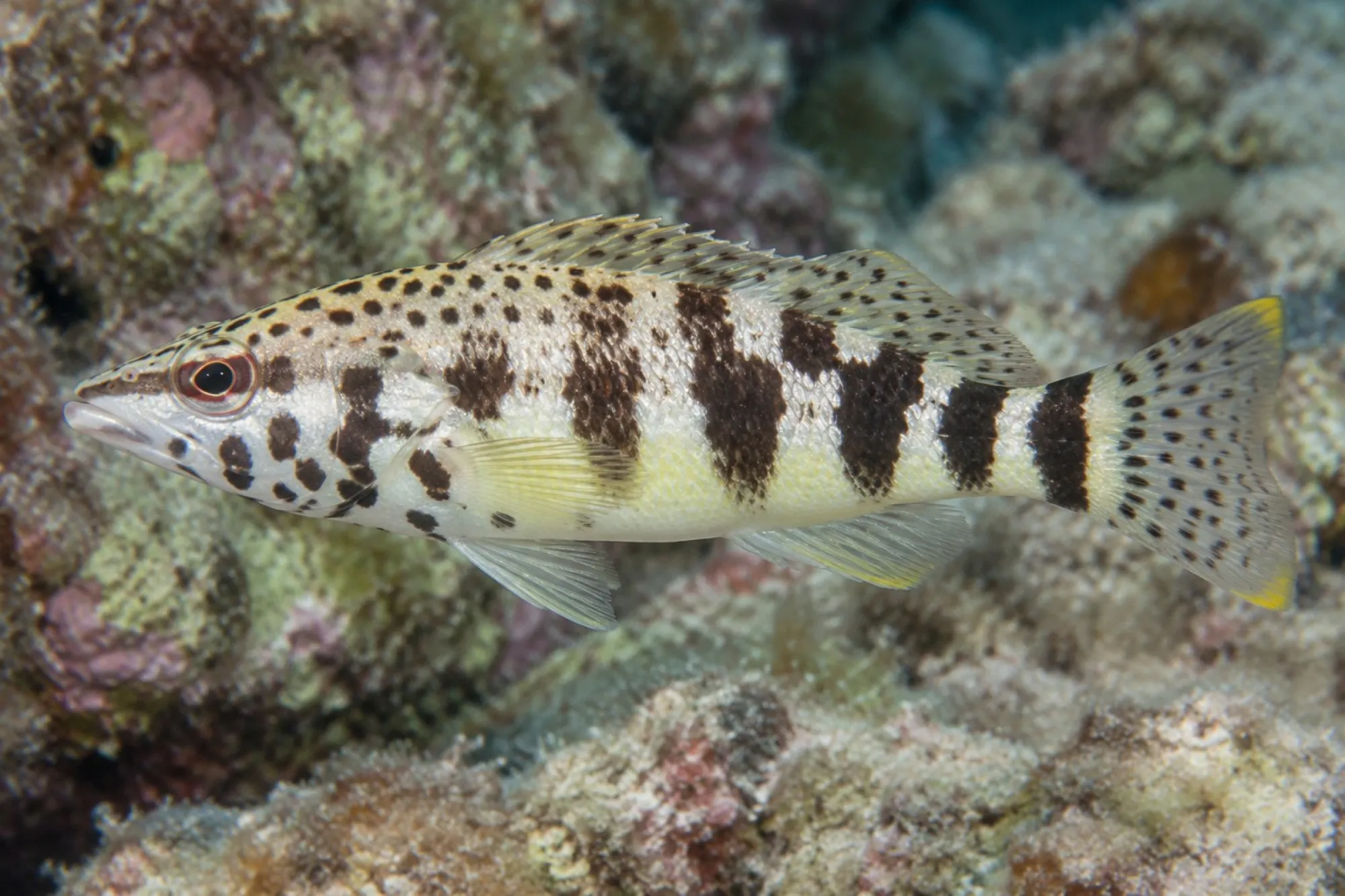 Harleking Sägebarsch, Serranus tigrinus