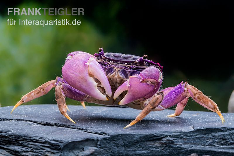 Lila Spider Crab, Neosarmatium sp. Purple, Zufällig ausgewählt