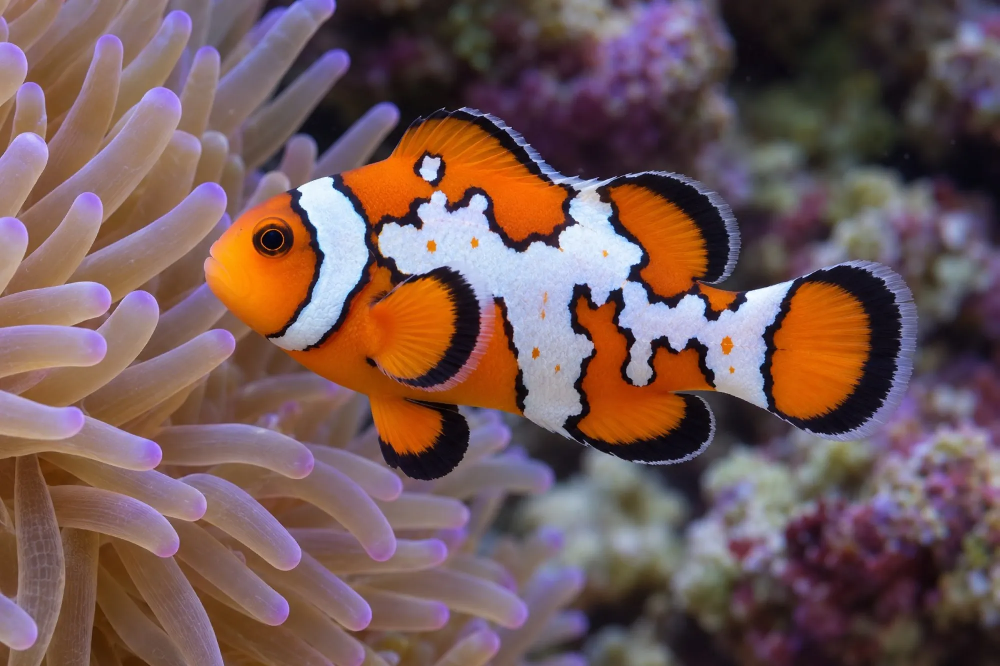 Ocellaris-Clownfisch „Premium Black Ice Snowflake“ Nachzucht, Amphiprion ocellaris