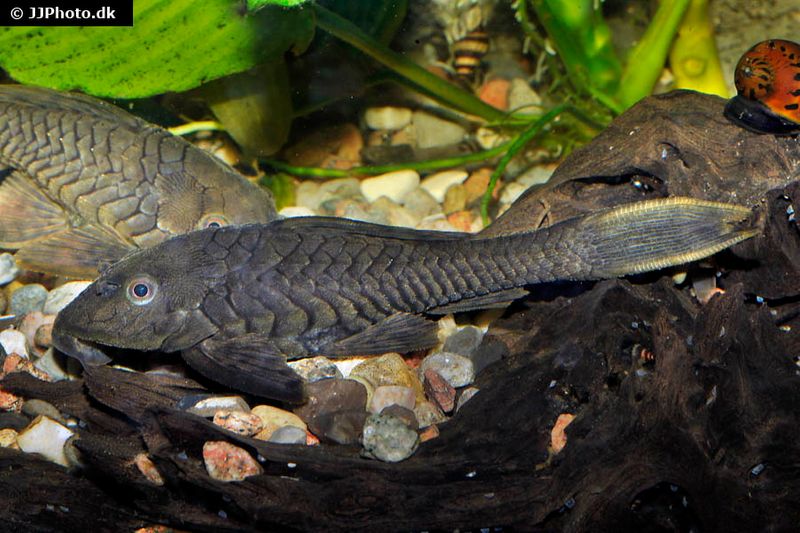 Wels L152 Orinoko-Tannenzapfenwels, Pseudorinelepis genibarbis