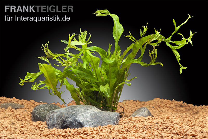 Windelovfarn, Microsorium windelow, XL-Pflanze, Mutterpflanze