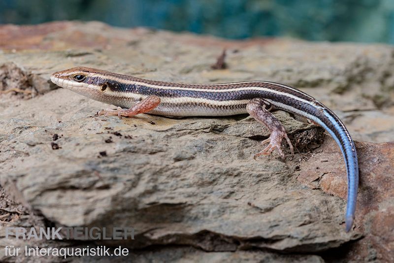 Fünfstreifenskink, Trachylepis quinquetaeniata, männlich