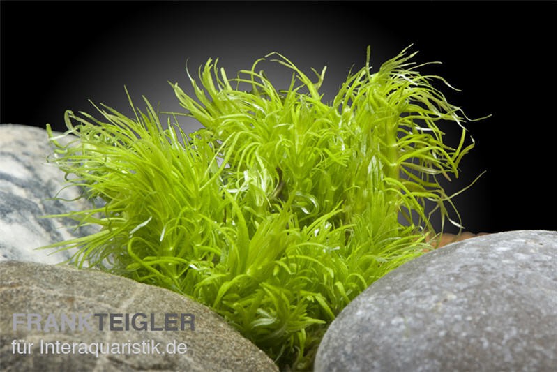 Indisches Sternkraut, Pogostemon deccanensis (erectus), In Vitro