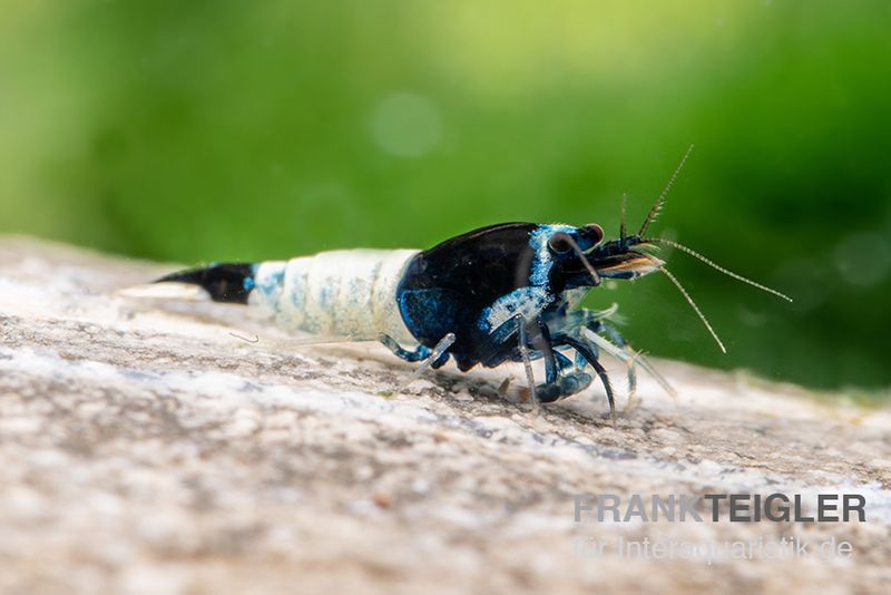 Mosura King Kong Garnele, Caridina spec. (Taiwan Bee)