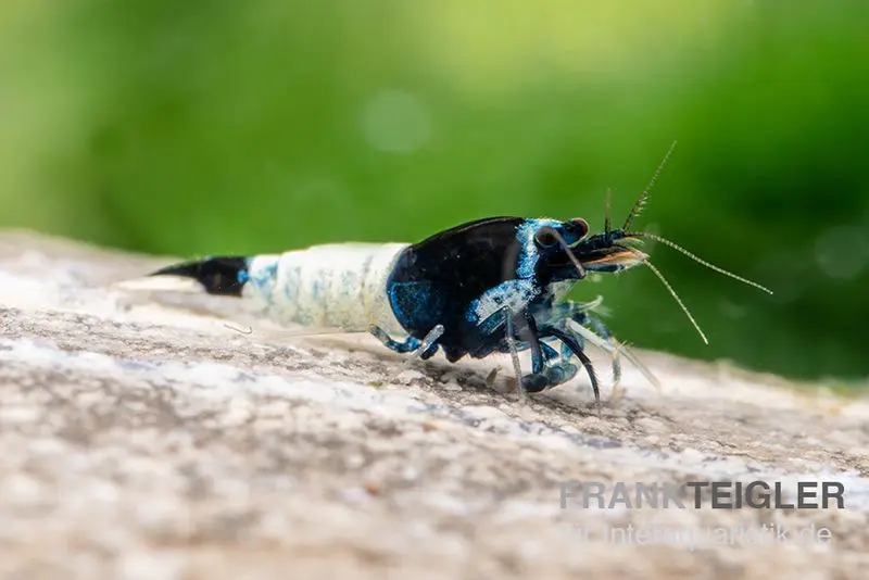 Mosura King Kong Garnele, Caridina logemanni (Taiwan Bee)