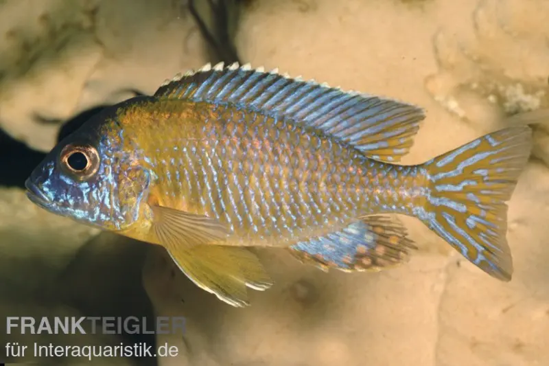 Aulonocara stuartgranti "Usisya", 6-9 cm DNZ