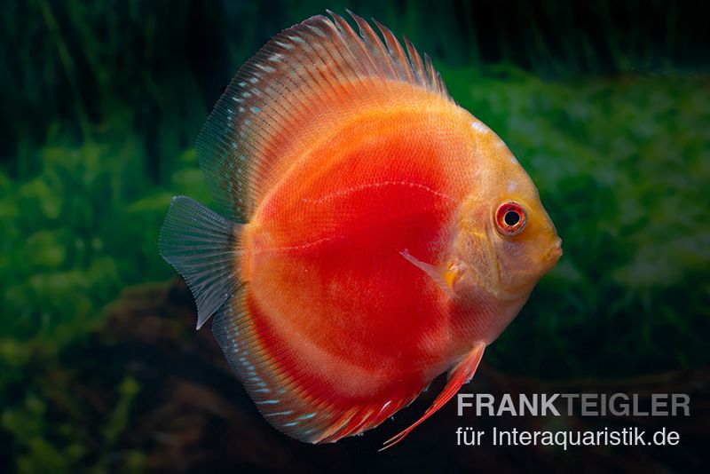 Diskusfisch ASIA-NZ, Symphysodon discus Marlboro Red, 2 Zoll, 5-6 cm