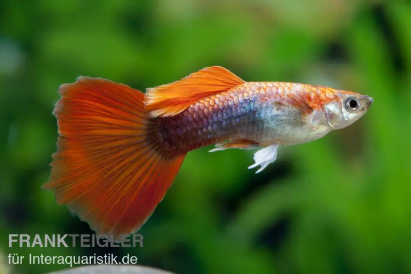 Guppy rot Tuxedo, Poecilia reticulata, paarweise