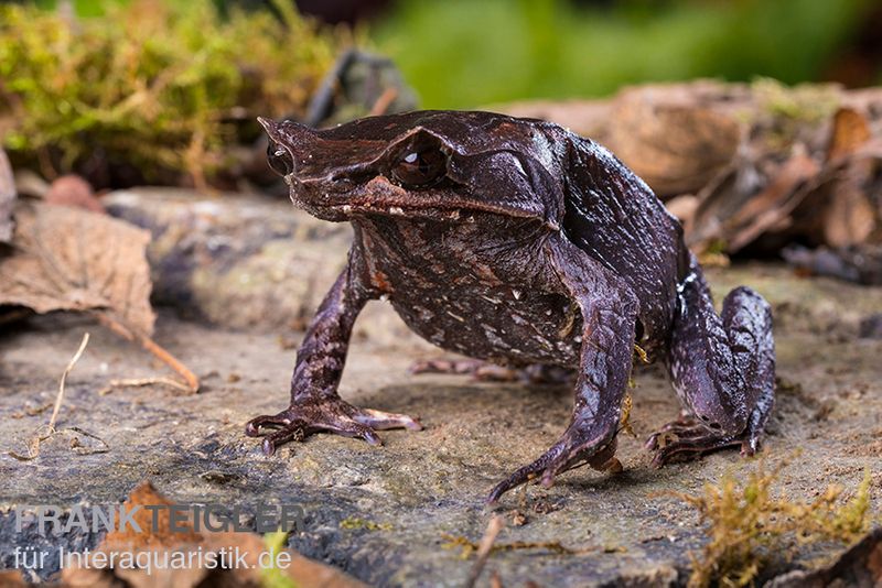 Java Zipfelfrosch, Megophrys montana