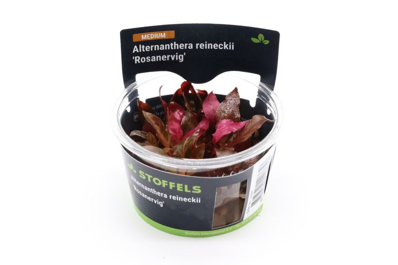 Rotes Papageienblatt, Alternanthera reineckii "Rosanervig", In Vitro Rotes Papageienblatt, Alternanthera reineckii "Rosanervig", In Vitro