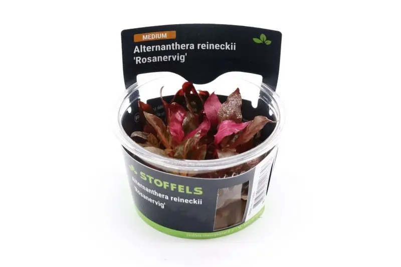 Rotes Papageienblatt, Alternanthera reineckii "Rosanervig", In Vitro