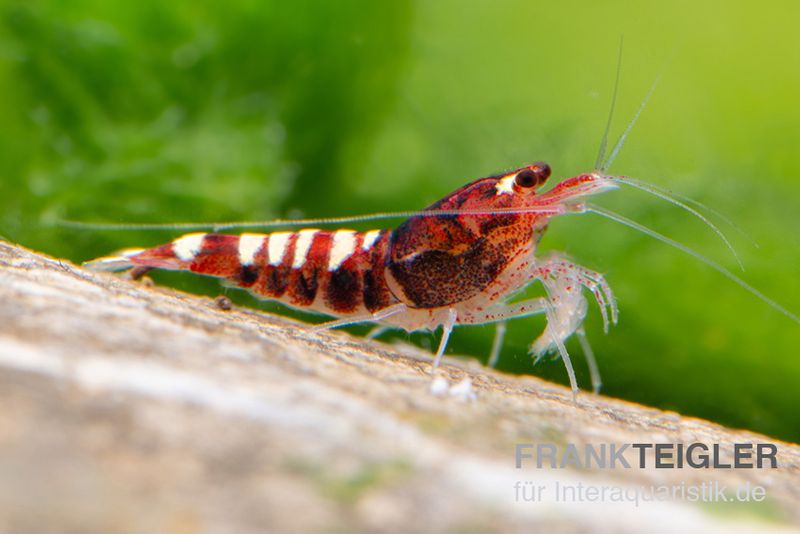 Red Zebra Pinto Garnele, Caridina spec. (Taiwan Bee)