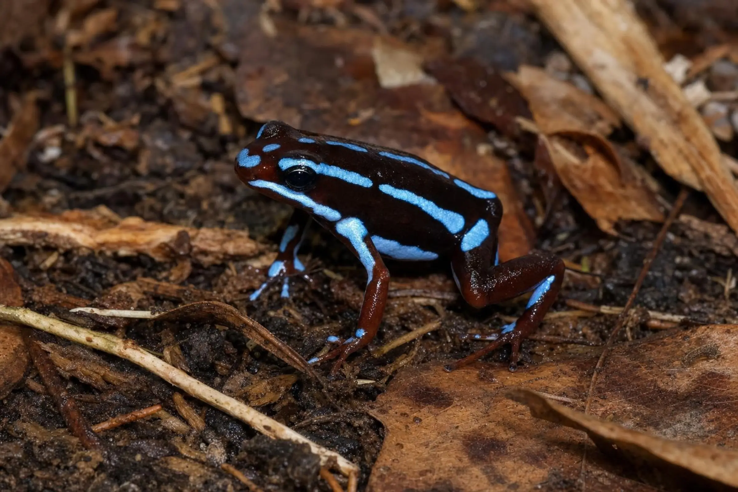 El-Oro-Blattsteiger „Blau Rio Saladillo“, Epipedobates anthonyi