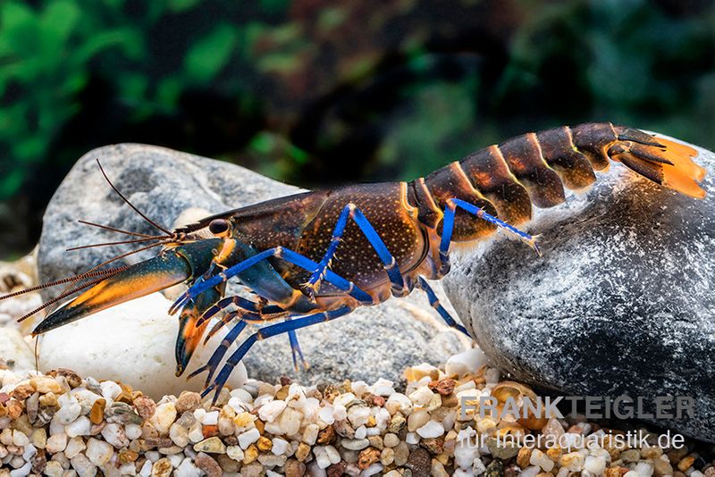 Dunkelblauer Krebs Variante III, Cherax sp. "Blue Moon Type III", Zufällig ausgewählt