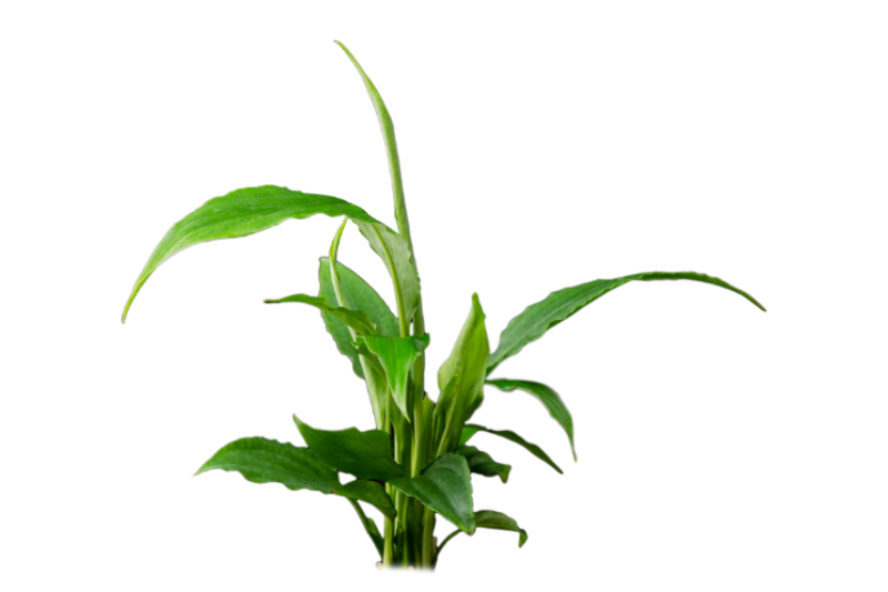 Einblatt, Spathiphyllum wallisii (Terrariumpflanze), XL-Pflanze, Mutterpflanze