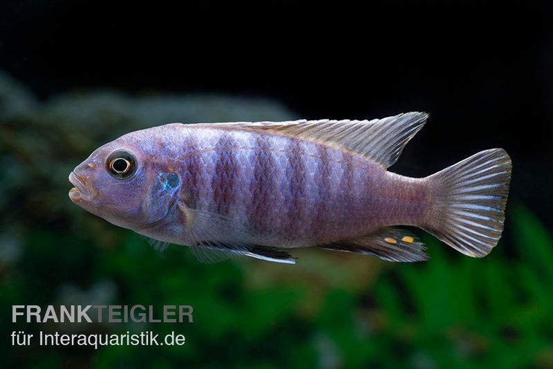 Axelrods Zwergmaulbrüter, Cynotilapia axelrodi