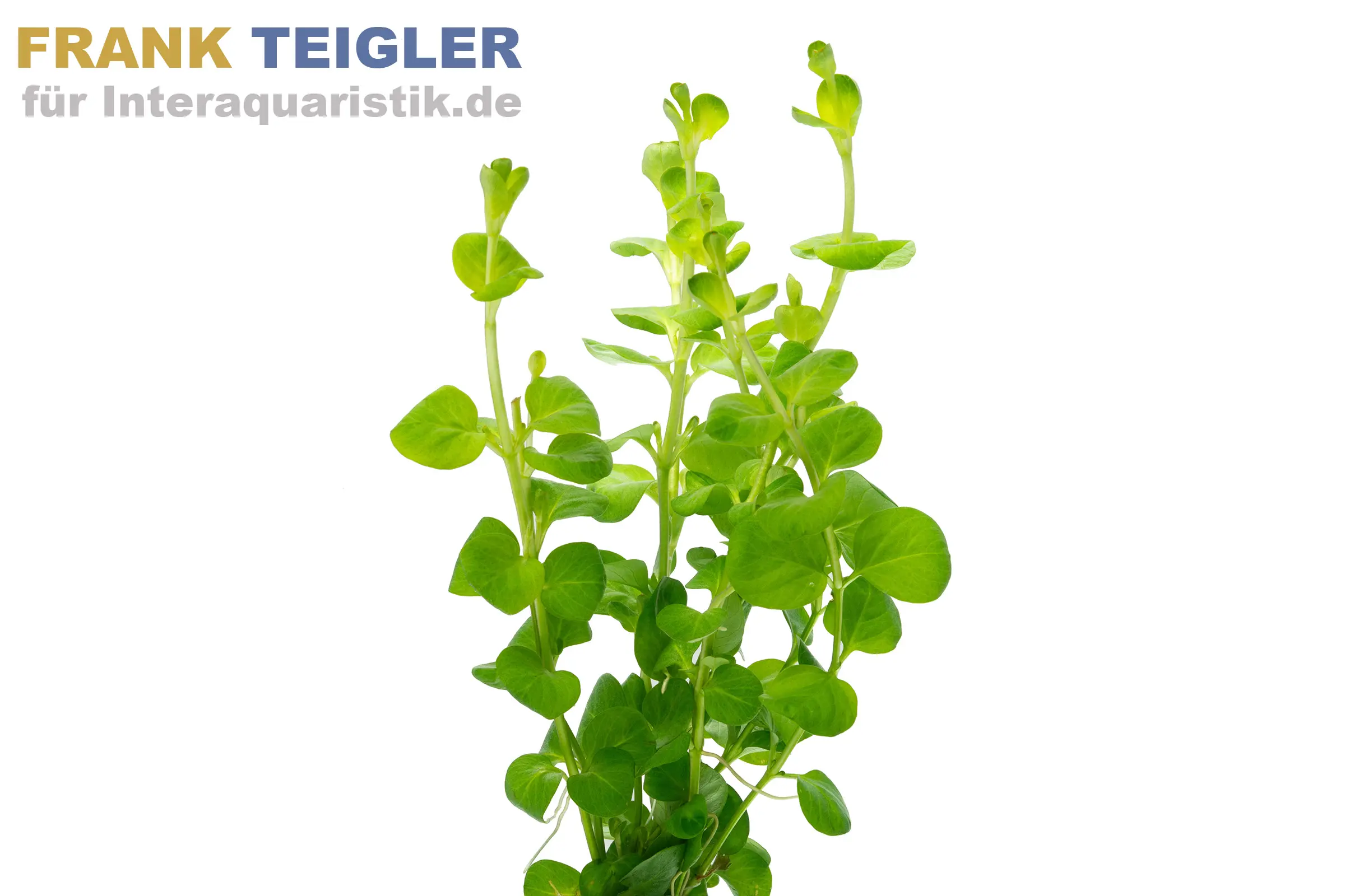 Pfennigkraut, Lysimachia nummularia, Topf