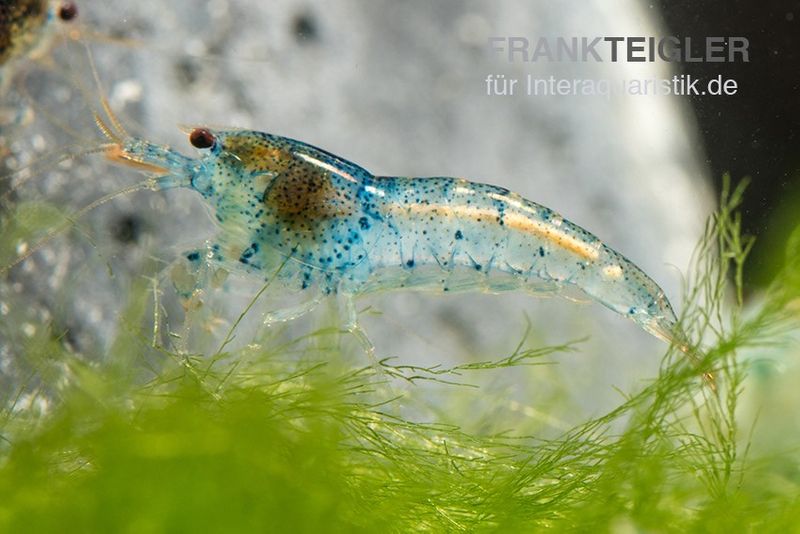 Aura Blue Garnele, Neocaridina davidi "Aura Blue"