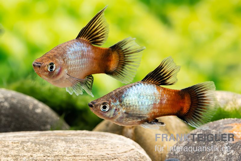 Regenbogen-Platy Hochflosse, Xiphophorus maculatus