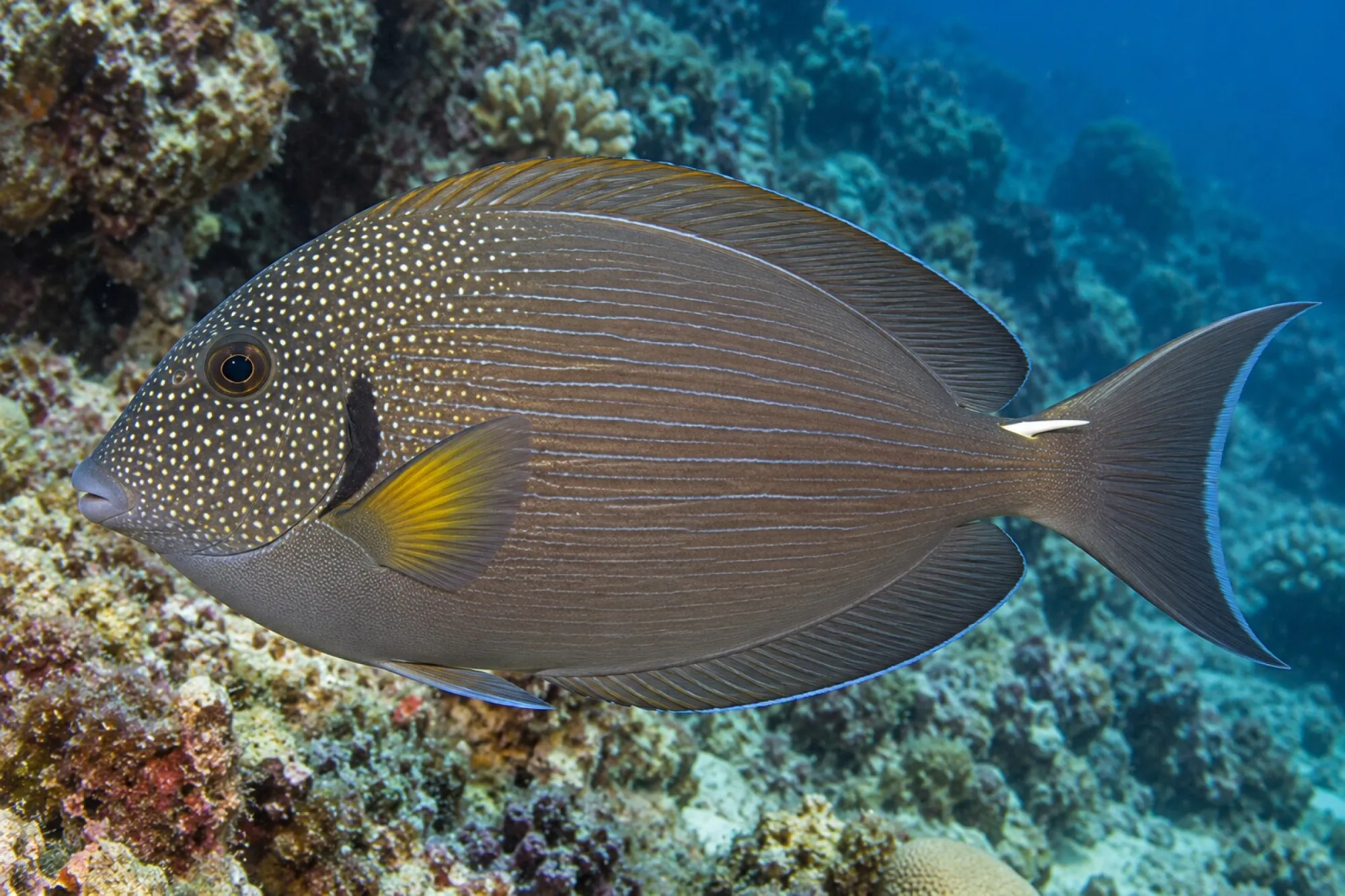 Weißgefleckter Doktorfisch, Acanthurus maculiceps