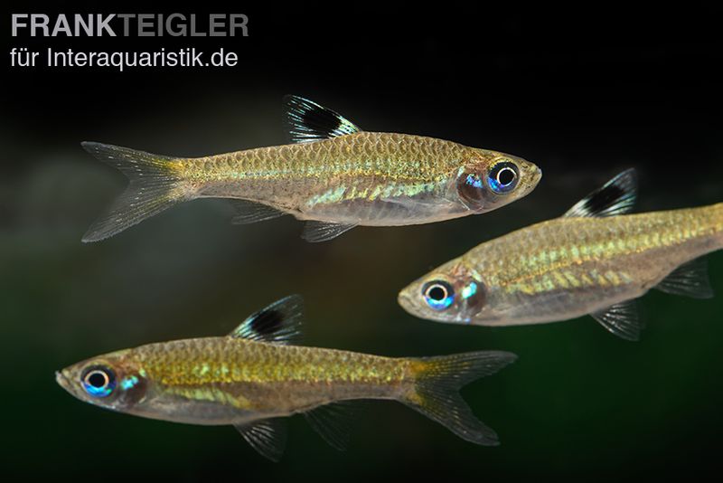 Kleiner Leuchtaugenbärbling, Rasbora dorsiocellata macrophthalma (Minifisch)