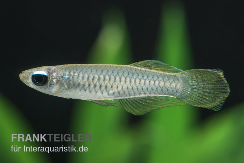 Normans Leuchtaugenfisch, Aplocheilichthys normani (Minifisch)