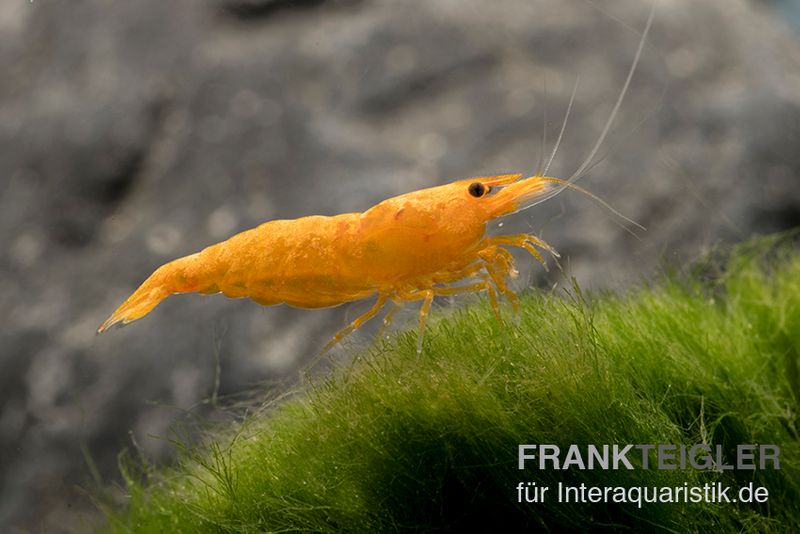 Golden Dust Garnele, Neocaridina davidi