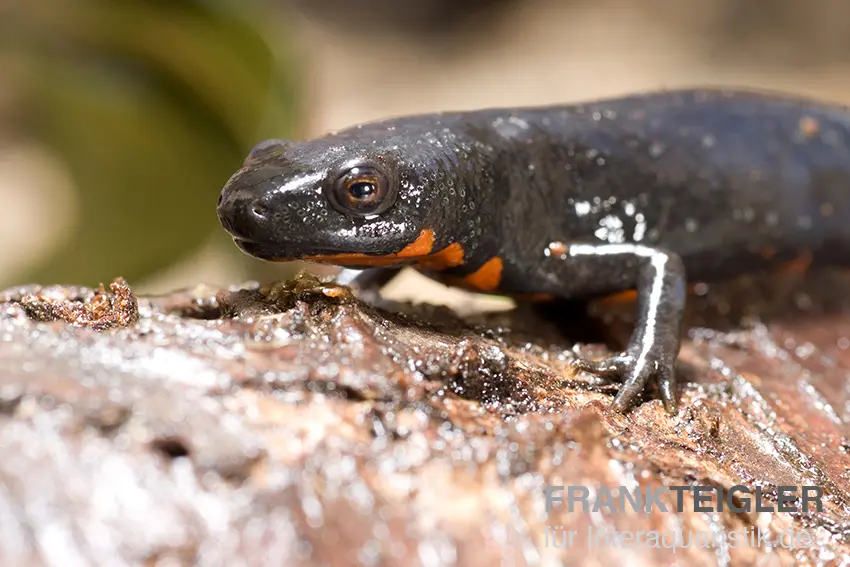 Feuerbauchmolche, Cynops orientalis, jetzt im Online Shop kaufen