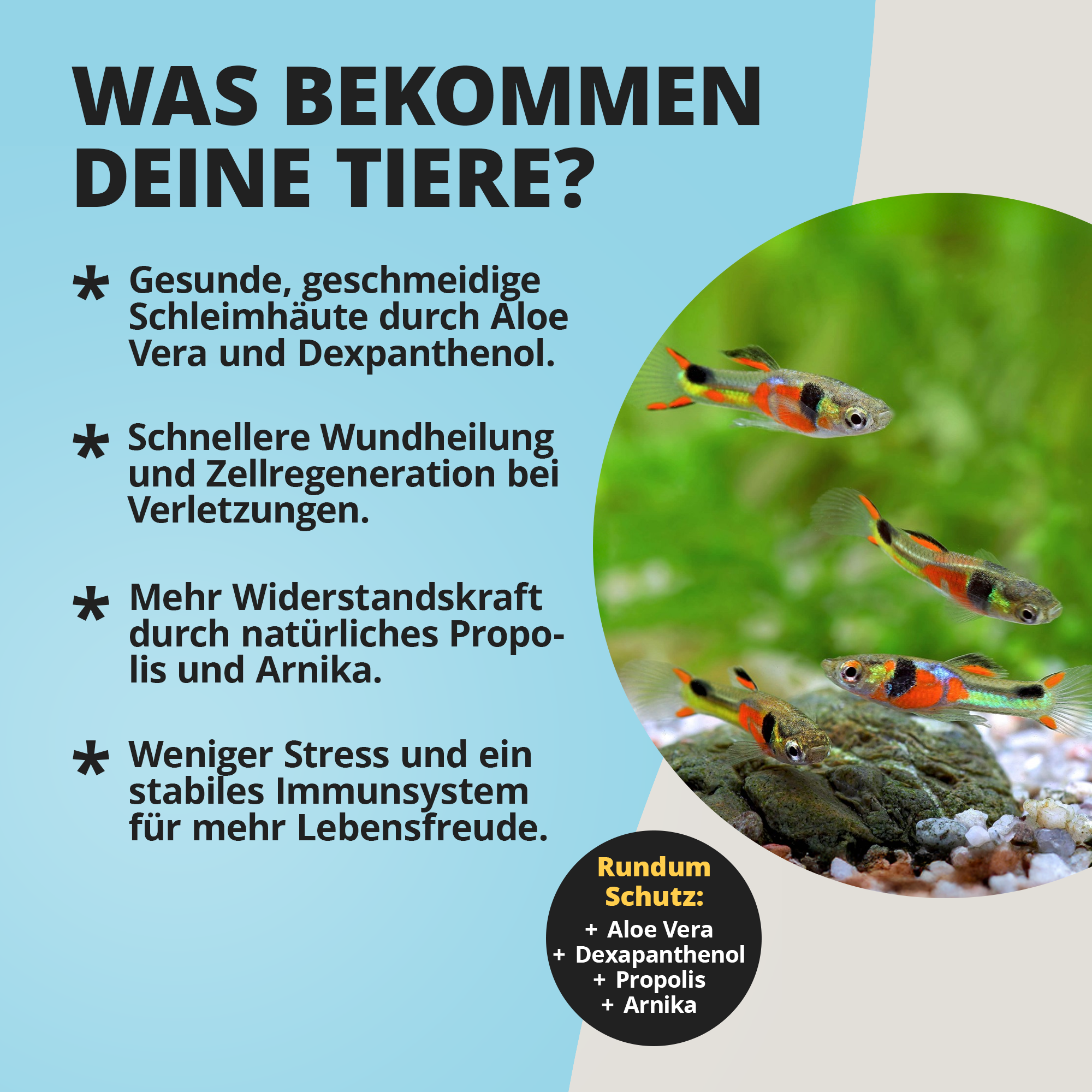 Bunte Aquarienfische rechts, Werbetext mit Vorteilen links