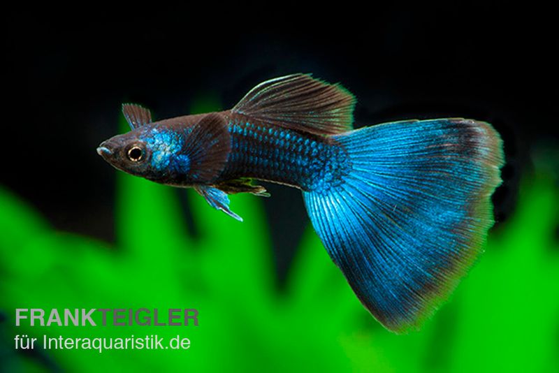 Guppy moskaublau, Poecilia reticulata, Weibchen