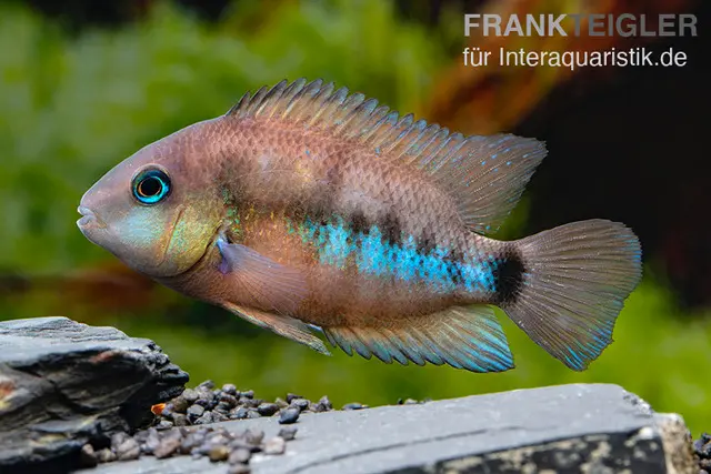 Cutters Buntbarsch, Cryptoheros cutteri, 4-5 cm DNZ