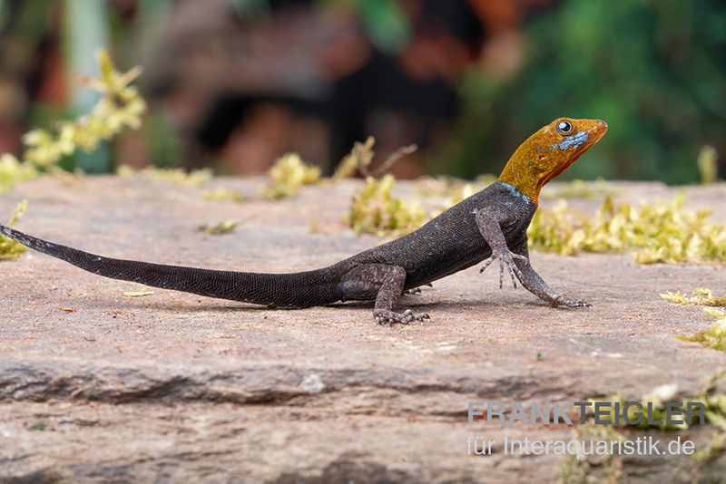 Blauer Rotkopfgecko, Gonatodes albogularis