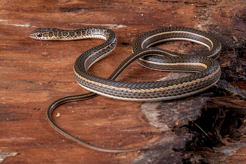 Ägyptische Sandrennnatter, Psammophis sibilans