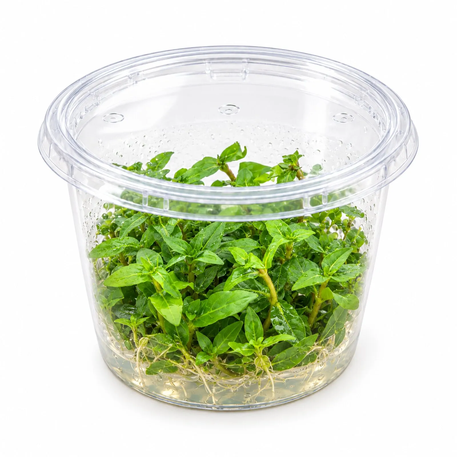Kriechende Staurogyne, Staurogyne repens, In Vitro
