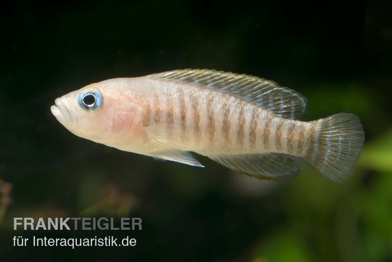 Breitstreifen-Schneckenbuntbarsch, Neolamprologus similis, DNZ