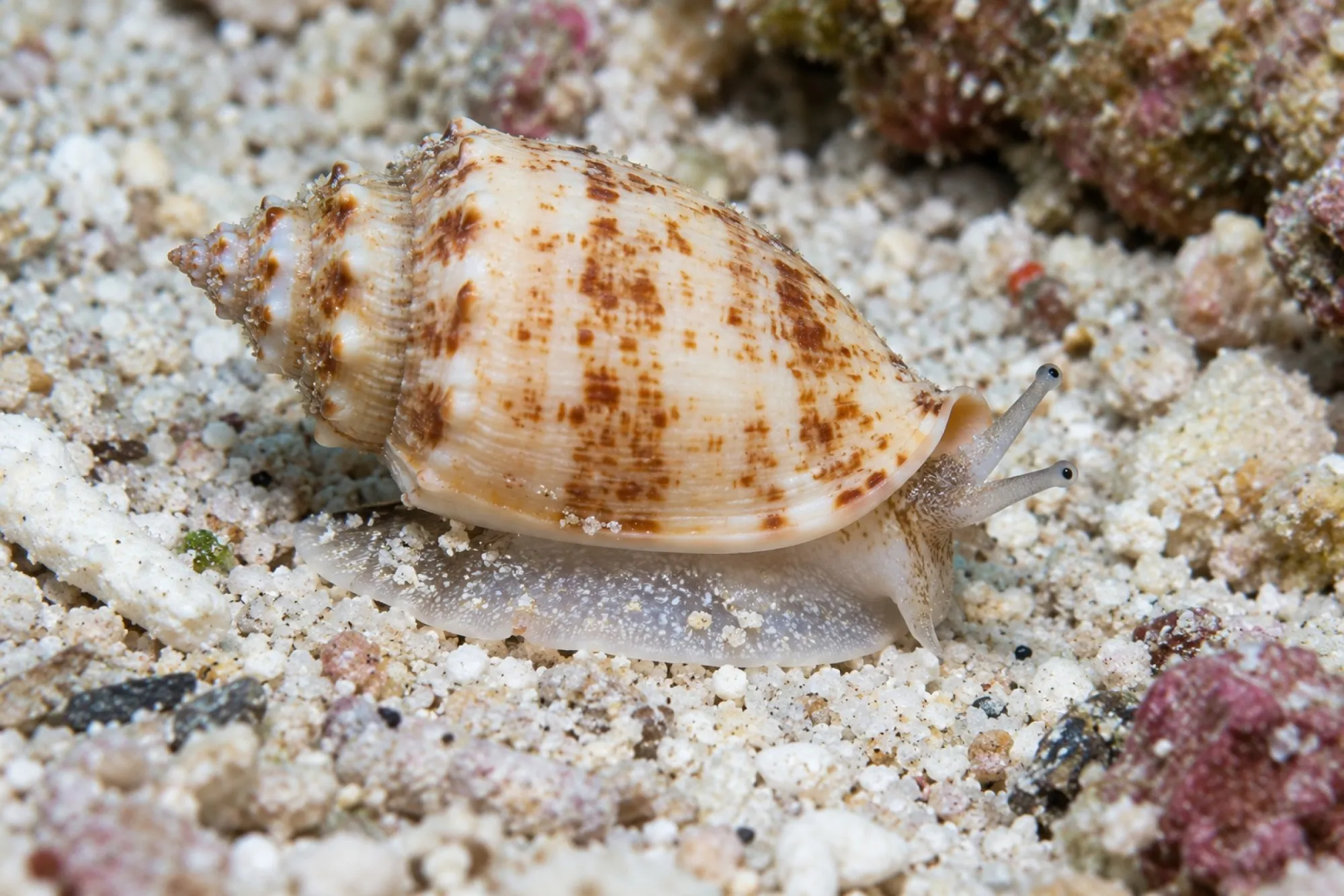Tiger-Flügelschnecke, Strombus marginatus