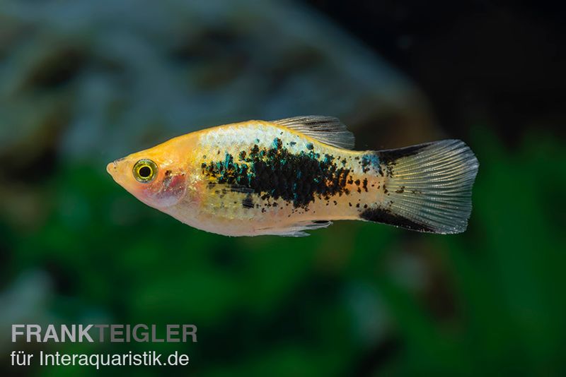 Gelber Tuxedo Komet Platy, Xiphophorus maculatus