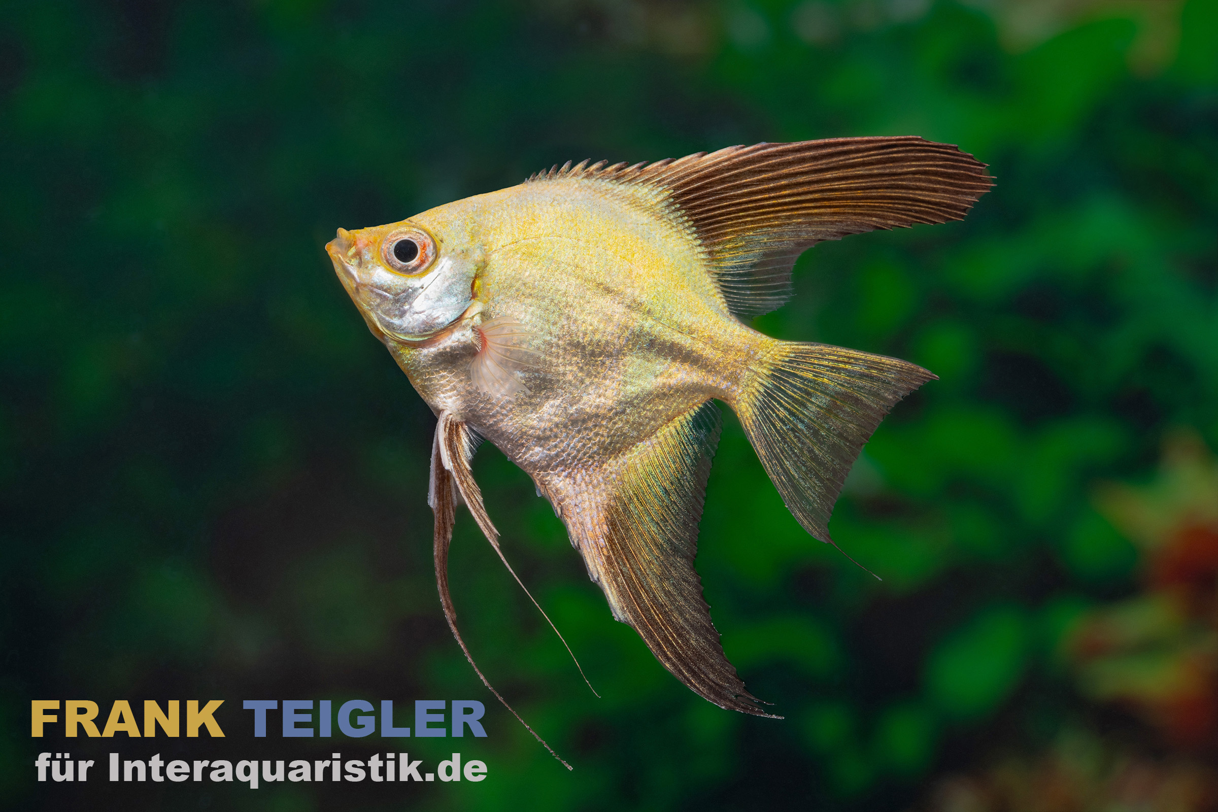 Paraiba Blue Skalar (Pterophyllum scalare Paraiba blue, DNZ) in seitlicher Nahaufnahme mit feinem Blauschimmer und eleganter, hochrückiger Form; ruhiger Schwimmer für strukturierte Aquarien