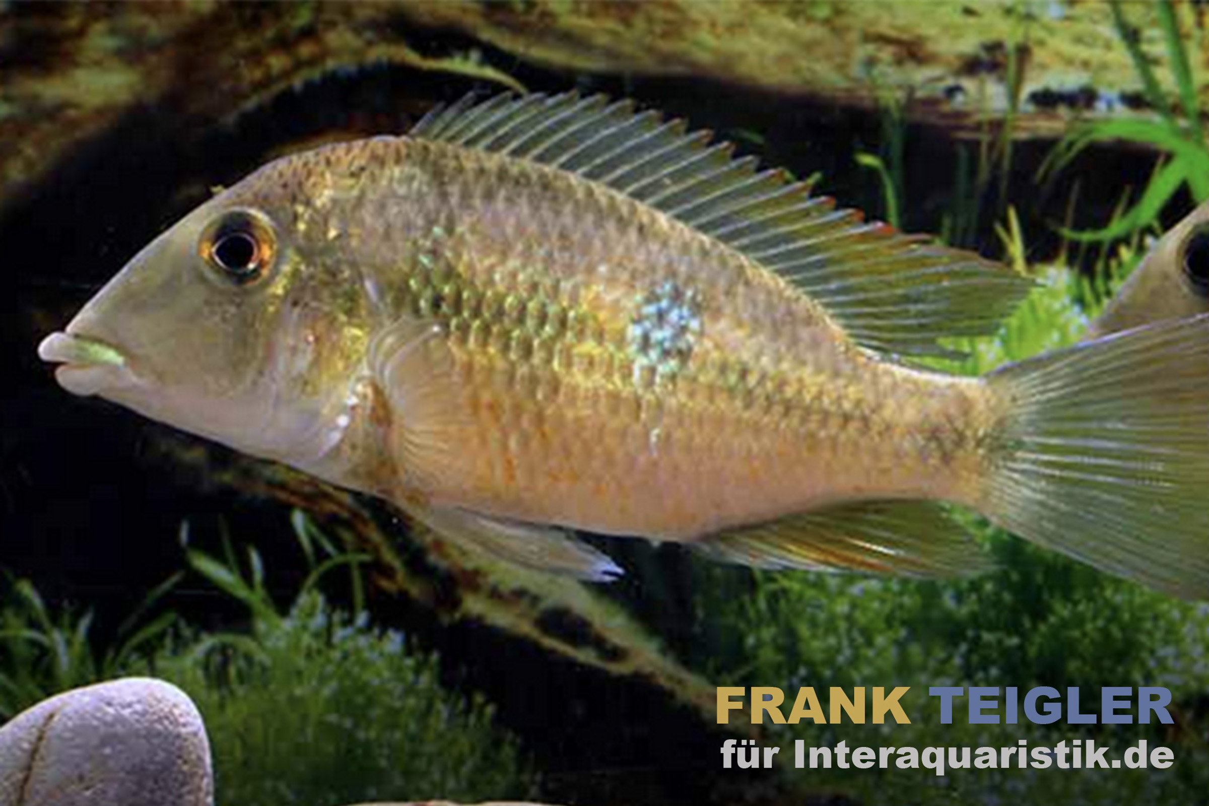 Pellegrins Erdfresser, Geophagus pellegrini, DNZ
