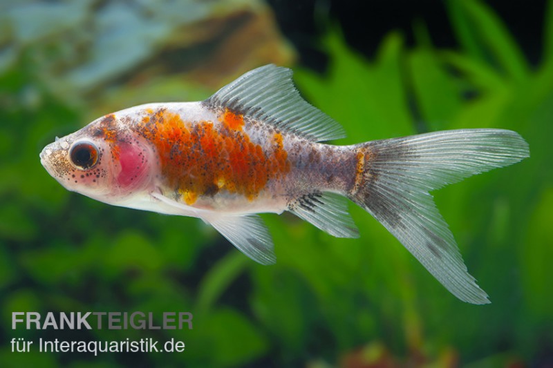 Shubunkin blue, Carassius auratus (Kaltwasser)