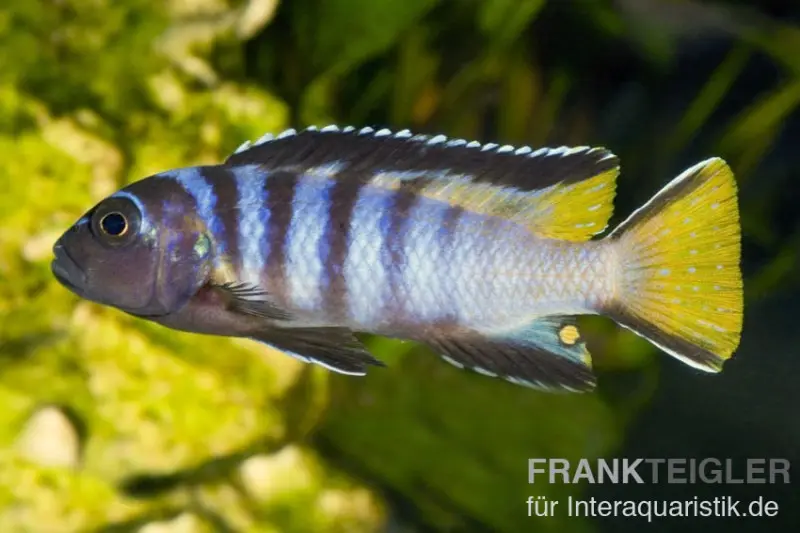 Schmalbarsch, Pseudotropheus elongatus, NZ, 5-6 cm