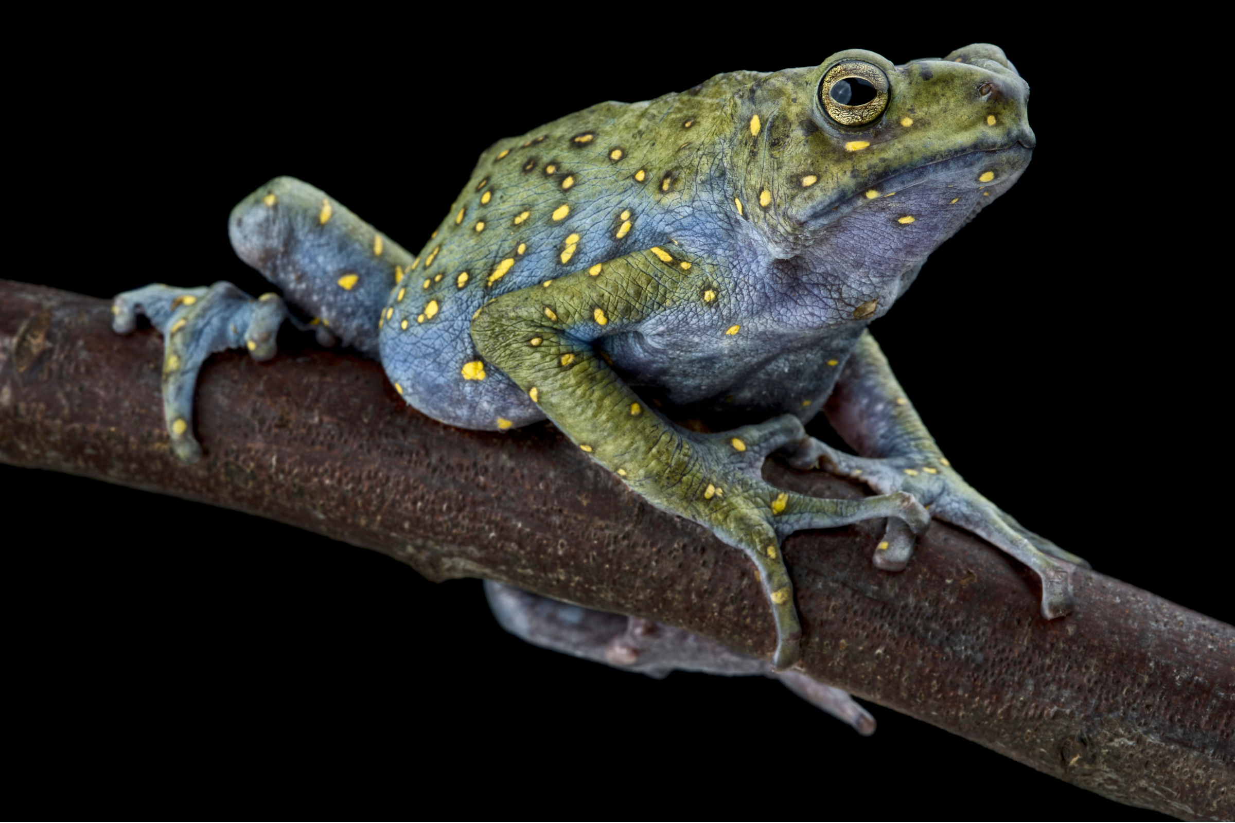 Malaysische Baumkröte, Rentapia flavomaculata