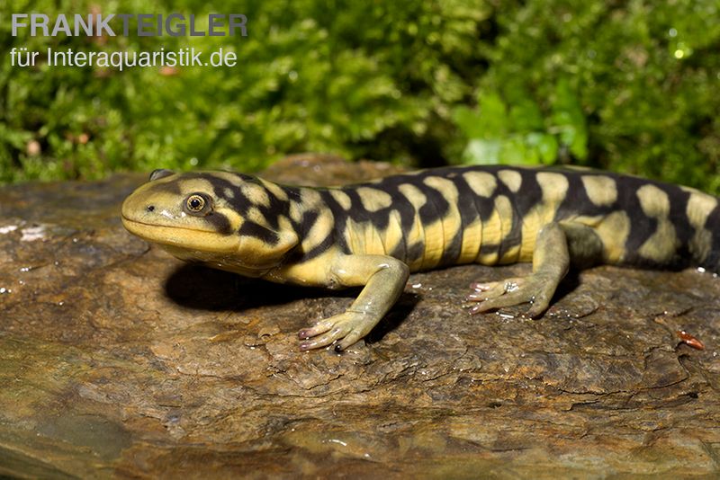 Tigersalamander, Ambystoma tigrinum tigrinum