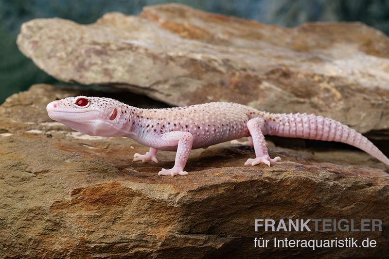 Leopardgecko, Eublepharis macularius, BELL ALBINO ENIGMA