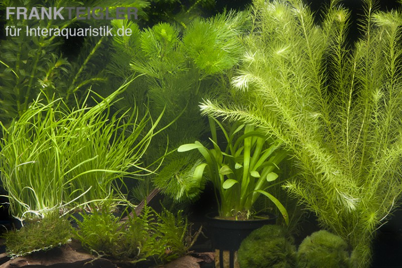 Aquarienpflanzen-Sortiment "Garnelenaquarium" für 80 cm Aquarium