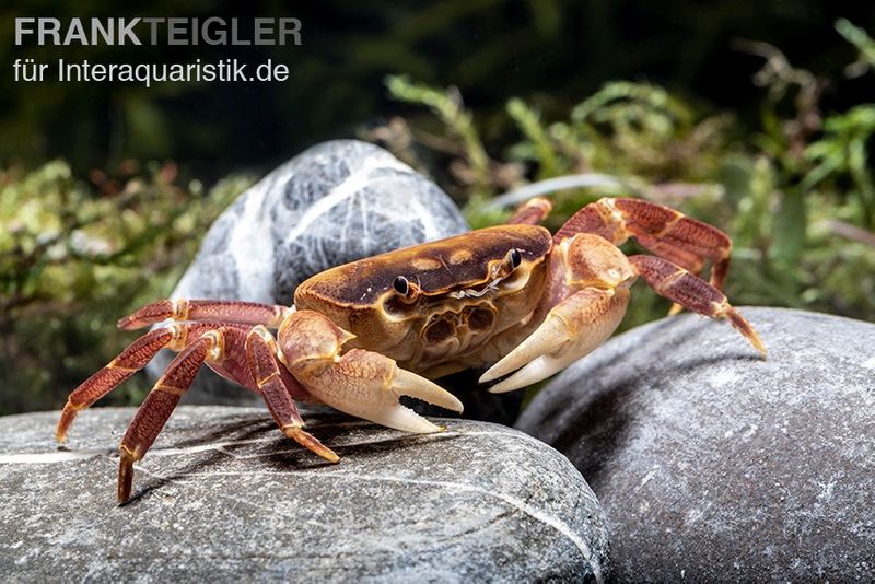 Orangenkrabbe, Sundathelphusa sp. "orange", Paar (1 Männchen + 1 Weibchen)