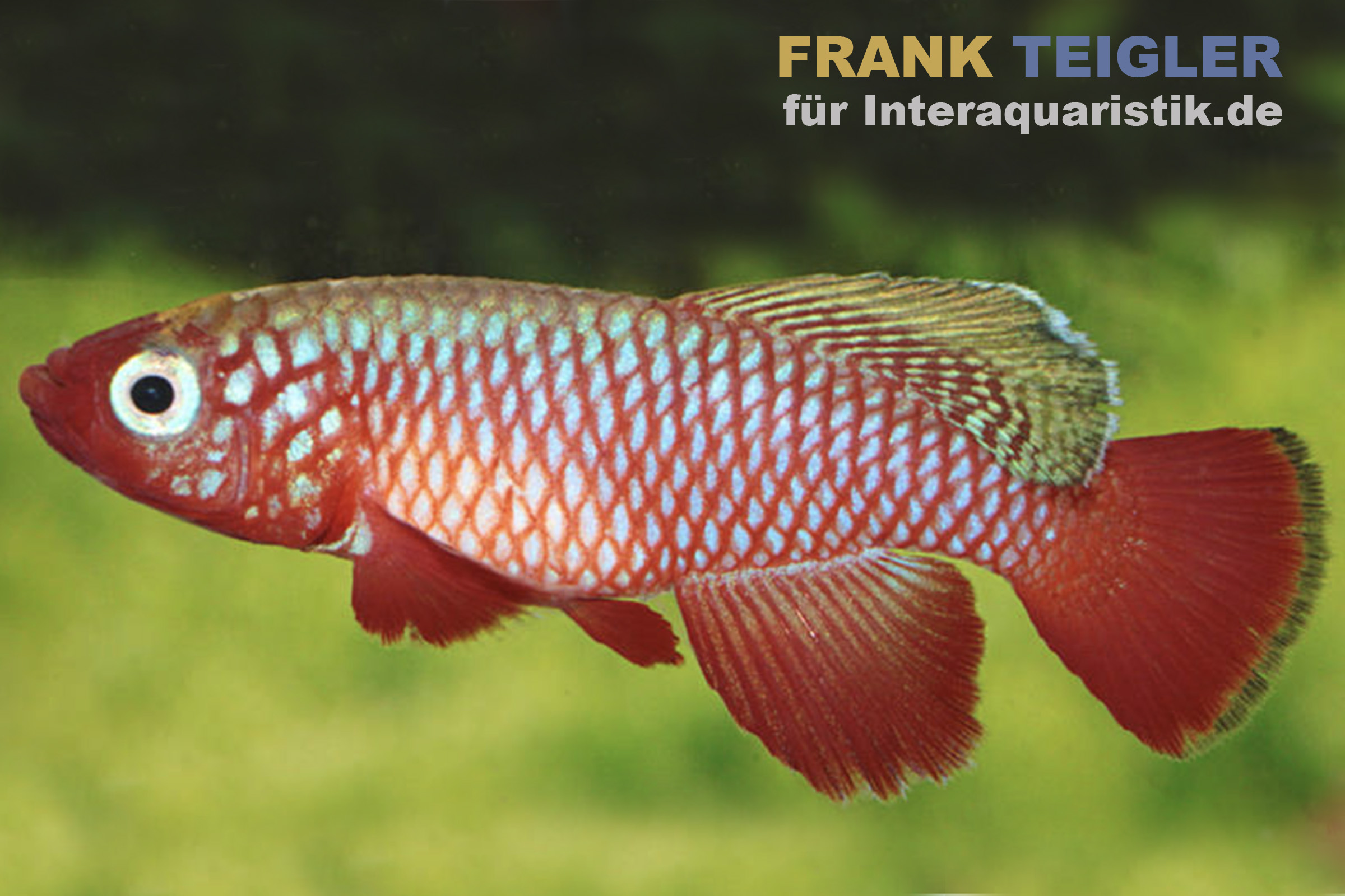 Kardinal-Prachtkärpfling, Nothobranchius cardinalis, DNZ