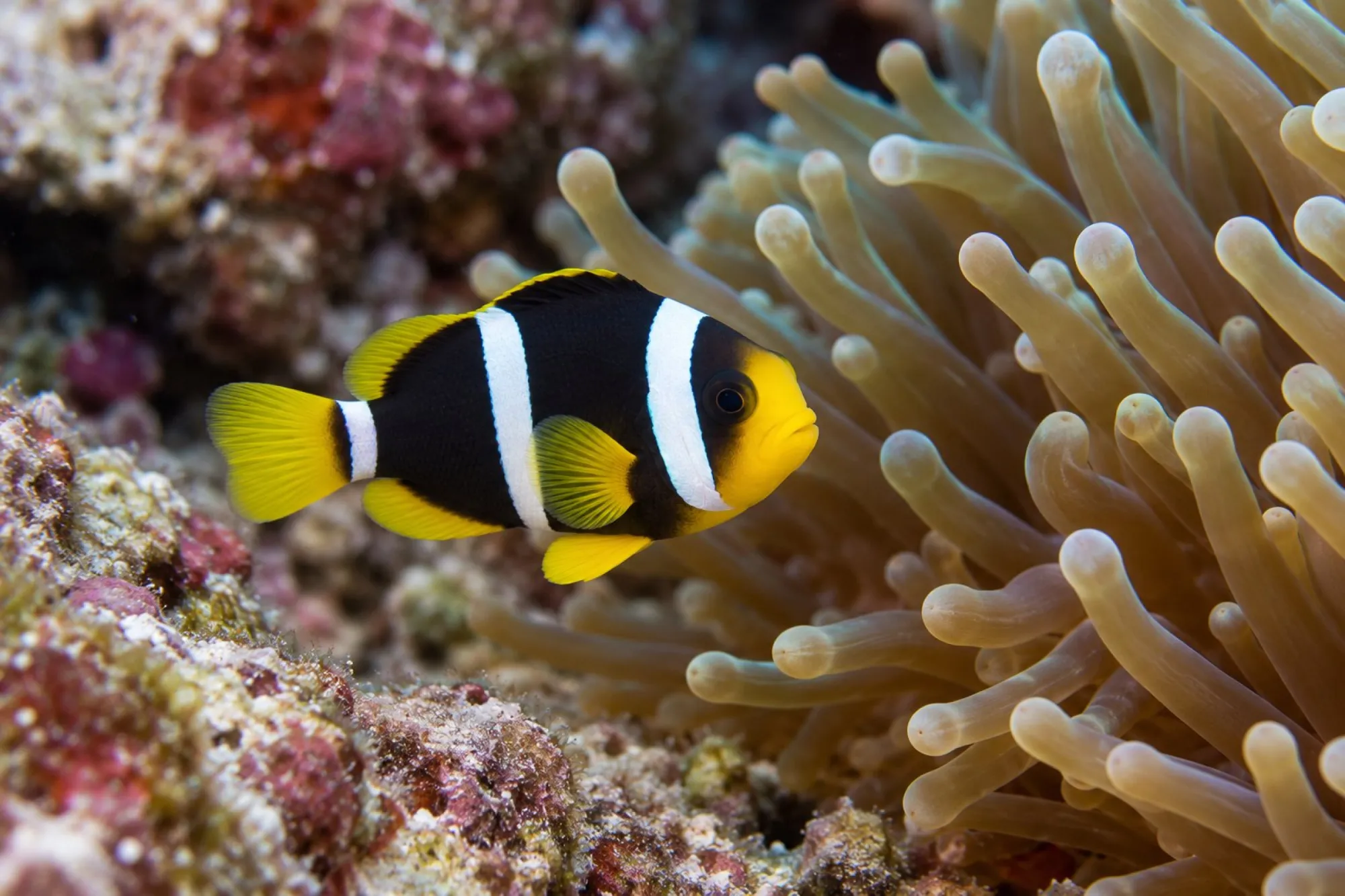 Clarks Anemonenfisch „Schwarz“ Nachzucht, Amphiprion clarkii