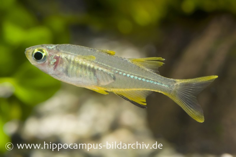 Celebes-Sonnenstrahlfisch, Marosatherina ladigesi